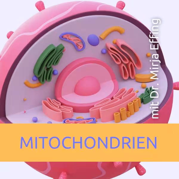 K-24_Effing_Mitochondrien (600x600) kleine Schrift